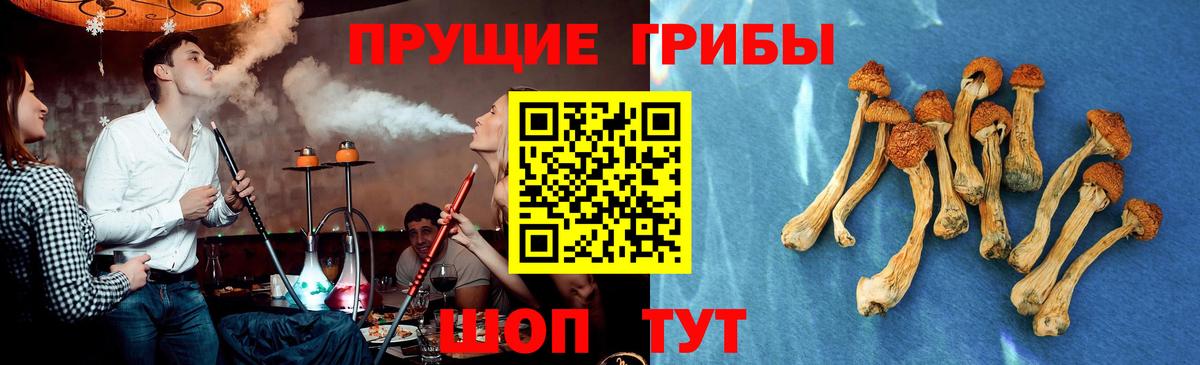 Галлюциногенные грибы Psilocybine cubensis  Вход с VPN  Аксай  Галлюциногенные грибы мицелий 